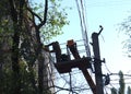 Old dangerous trees are being removed in cities.