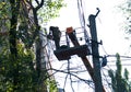 Old dangerous trees are being removed in cities. Royalty Free Stock Photo