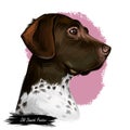 Old Danish pointer dog with spots on short fur isolated digital art. Pet originated from Denmark Scandinavian puppy Royalty Free Stock Photo