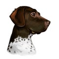Old Danish pointer dog with spots on short fur isolated digital art. Pet originated from Denmark Scandinavian puppy. Poster with Royalty Free Stock Photo