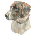 The Old Danish Pointer watercolor hand painted dog portrait Royalty Free Stock Photo