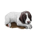 Old Danish pointer puppy purebred dog digital art Royalty Free Stock Photo
