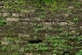 Old dark brick wall with green moss. Royalty Free Stock Photo