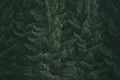 Old dark forest, tall evergreen pines Royalty Free Stock Photo