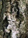 Old dark tree bark, autumn cloudy day, birch bark with green moss. Background Royalty Free Stock Photo