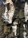 Old dark tree bark, autumn cloudy day, birch bark with green moss. Background Royalty Free Stock Photo