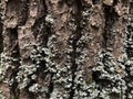 Old dark tree bark, autumn cloudy day, birch bark with green moss. Background Royalty Free Stock Photo