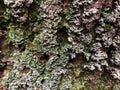 Old dark tree bark, autumn cloudy day, birch bark with green moss. Background Royalty Free Stock Photo