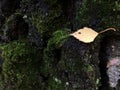 Old dark tree bark with yellow birch leaf, autumn cloudy day, birch bark with green moss. Background Royalty Free Stock Photo