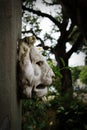 Old darkly weathered stained deeply eroded white lion shown in profile