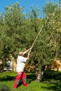 Old days olive harvest