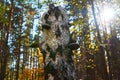 Old dead birch in the forest with a mushroom growing