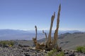 Old Dead Bristlecone Pine Tree Remains