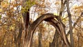 Old dead broken tree stands in the autumn forest. Yellow leaves