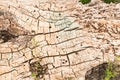 Old dead/dry tree trunk with cracks closeup. Grungy background/texture. Royalty Free Stock Photo