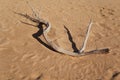 Old dead dry tree trunk lays in the desert Royalty Free Stock Photo