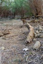 Old dead fallen tree trunks on the ground in a forest Royalty Free Stock Photo