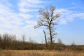Old dead leafless tree on spring meadow Royalty Free Stock Photo
