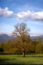 The old dead oak in spring scenery.