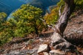 Old dead oak tree in front of Domasinsky meander of river Vah during autumn viewed from Old Strecno castle Royalty Free Stock Photo