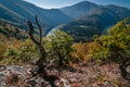 Old dead oak tree in front of Domasinsky meander of river Vah during autumn viewed from Old Strecno castle Royalty Free Stock Photo