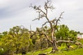 Old Dead Oak Tree On Hillside With Cattle Grazing Royalty Free Stock Photo