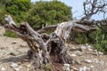 Old dead olive tree. beautiful landscape with a dead old dead olive tree in the foreground