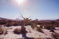 Old and dead olive trees landscape in the Tabernas desert in the bright sunlight