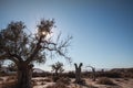 Old and dead olive trees landscape in the Tabernas desert in the bright sunlight