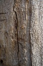 Old Poplar Tree Bark or Rhytidome Texture Detail Royalty Free Stock Photo