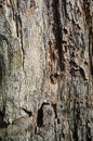Old Poplar Tree Bark or Rhytidome Texture Detail Royalty Free Stock Photo