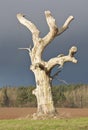 An Old Dead Tree Royalty Free Stock Photo