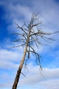 Old dead tree Royalty Free Stock Photo