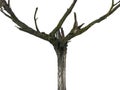 Old dead tree Royalty Free Stock Photo