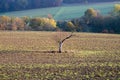 Old dead tree alone at the field Royalty Free Stock Photo