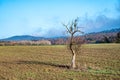 Old dead tree alone at the field Royalty Free Stock Photo