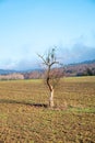 Old dead tree alone at the field Royalty Free Stock Photo