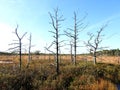 Old dead tree in Aukstumalos swamp, Lithuania