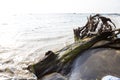 Old dead tree on black sand beach, Nang Thong beach in Khao Lak, Thailand