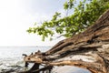 Old dead tree on black sand beach, Nang Thong beach in Khao Lak, Thailand