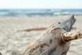 Old dead tree on black sand beach, Nang Thong beach in Khao Lak, Thailand, nature and environmental concept background