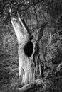 Old dead tree - black and white Royalty Free Stock Photo