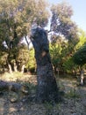 An old dead tree in Bostan Albasha - Syria Royalty Free Stock Photo