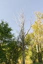 Old Dead Tree Royalty Free Stock Photo