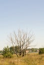 Old Dead Tree Royalty Free Stock Photo