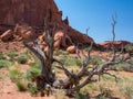 Old dead tree in the desert, Arches National Park, Utah, USA