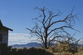 The old dead tree in the desert basin Royalty Free Stock Photo