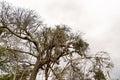 Old Dead Tree Threaded With Vines Royalty Free Stock Photo