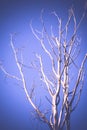 Old Dead Tree Filtered Royalty Free Stock Photo