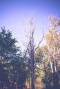 Old Dead Tree Filtered Royalty Free Stock Photo